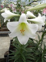 [1726 WhiteWalhalla Mak No01.JPG]